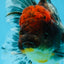 A Grade Kirin Oranda Female 6 inches #110725OR_03
