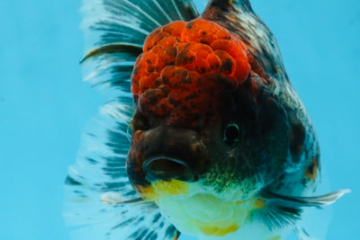 A Grade Kirin Oranda Female 6 inches #110725OR_03