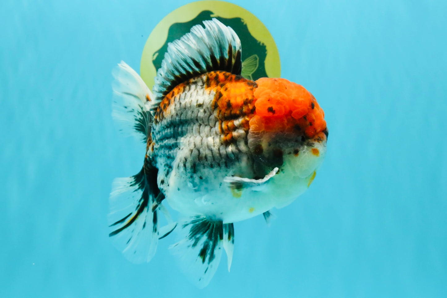 A Grade Godzilla Red Head Kirin Oranda Male 6-6.5 inches #031326OR_04