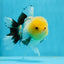 AAA Grade Lemonhead Button Eyes Oranda Male 5 inches #0927OR_24