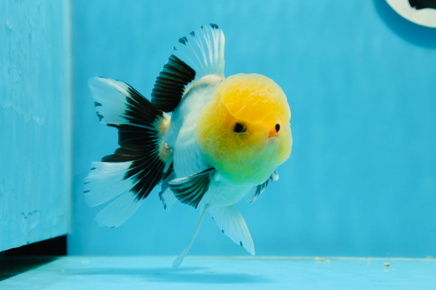 Oranda macho de cabeza de limón de grado AAA con ojos de botón, 5 pulgadas, n.º 0927OR_24