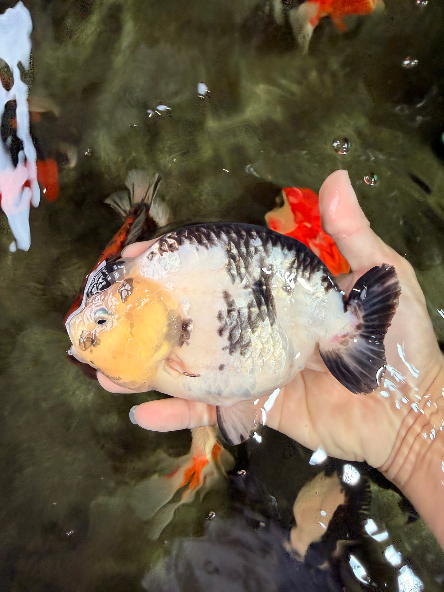 Chinese Milk Cow Ranchu Female 5.5-6 inches #031326RC_13