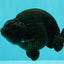 CHUBBY AAA Grade Black Ranchu Female 5-5.5 inches #062626RC_11