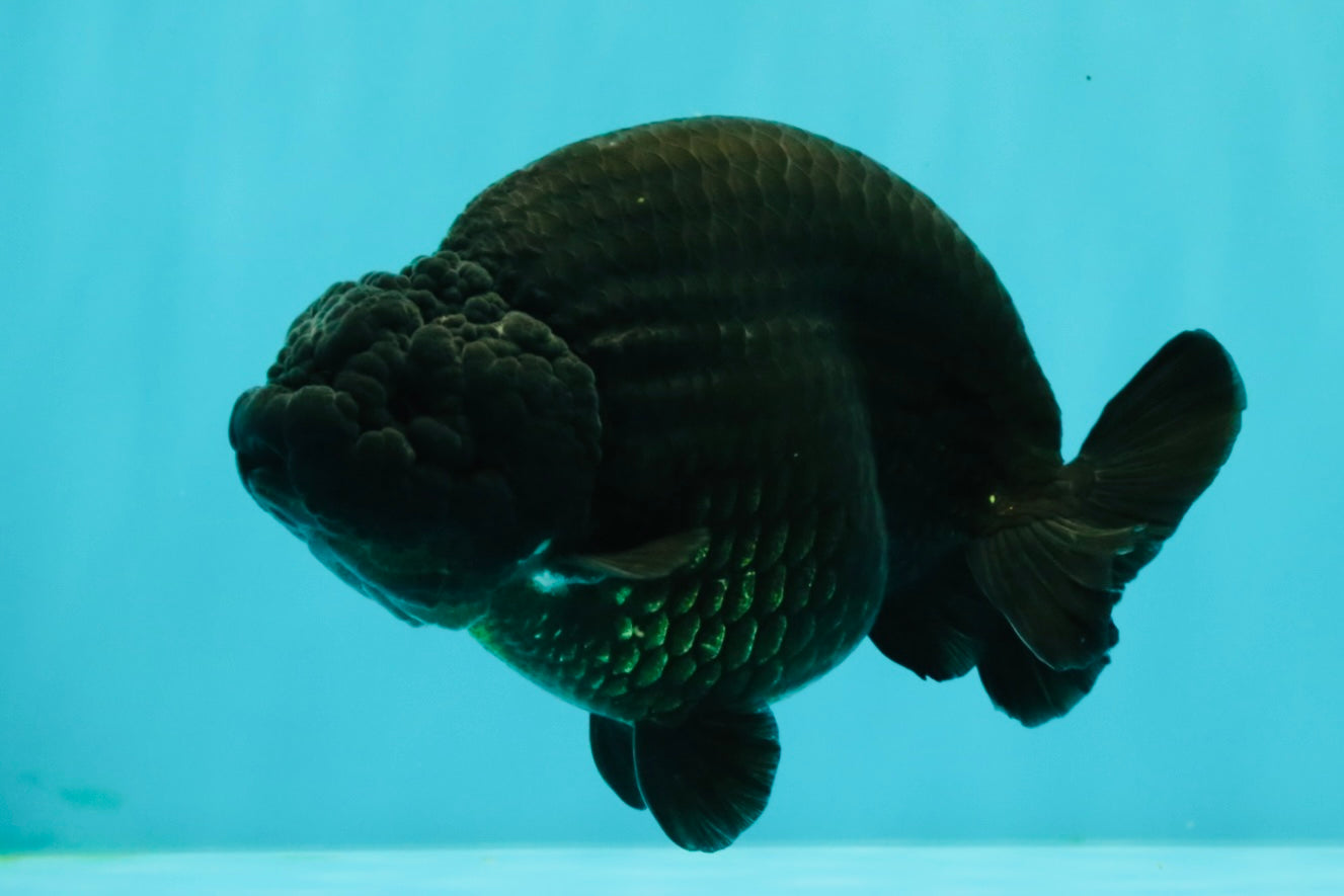CHUBBY AAA Grade Black Ranchu Female 5-5.5 inches #062626RC_11