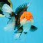 A Grade Tricolor Oranda Female 5-5.5 inches #080825OR_12