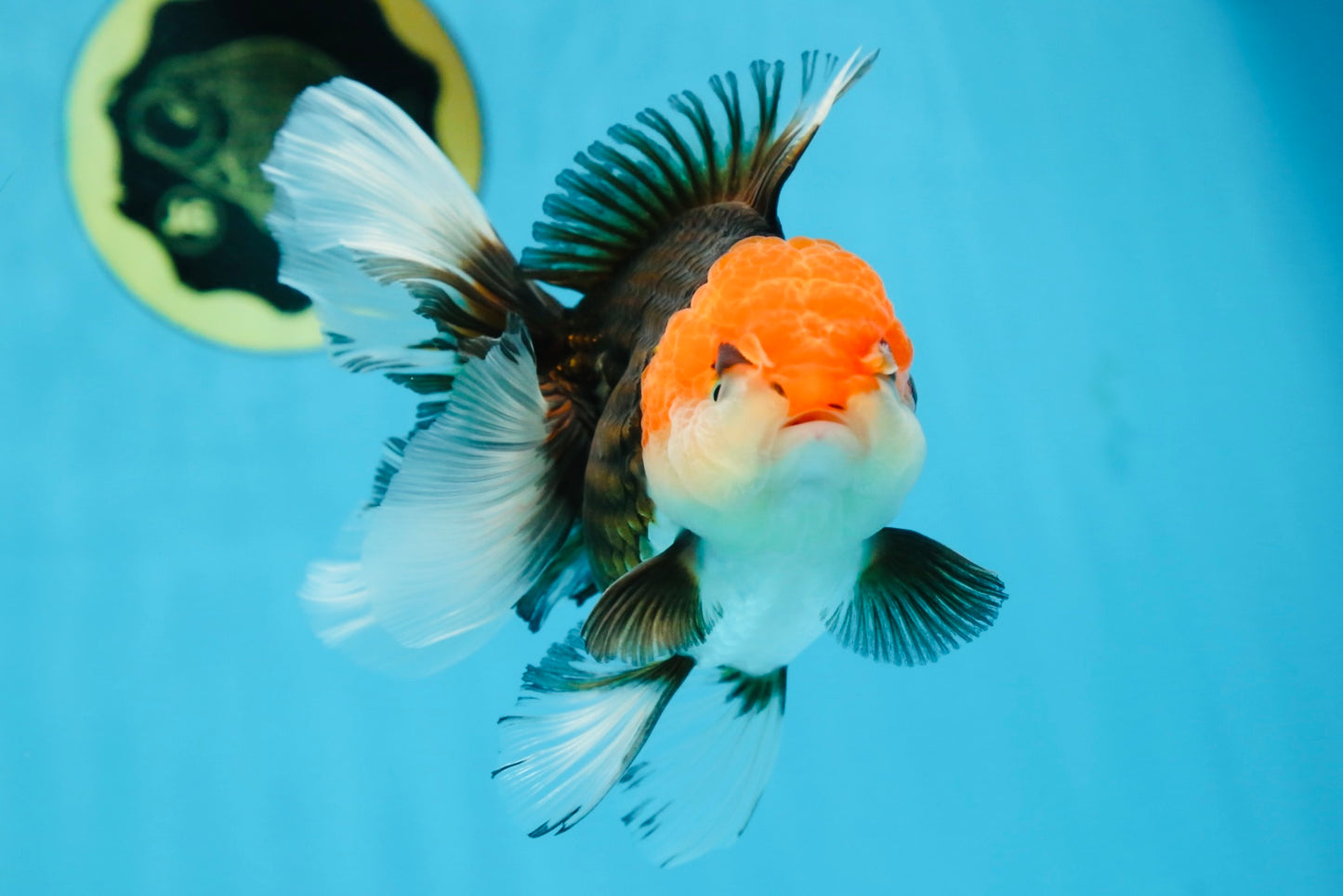 A Grade Tricolor Oranda Female 5-5.5 inches #080825OR_12