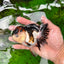 AAA Grade Tricolor Oranda Female 4.5 inches #0830OR_04