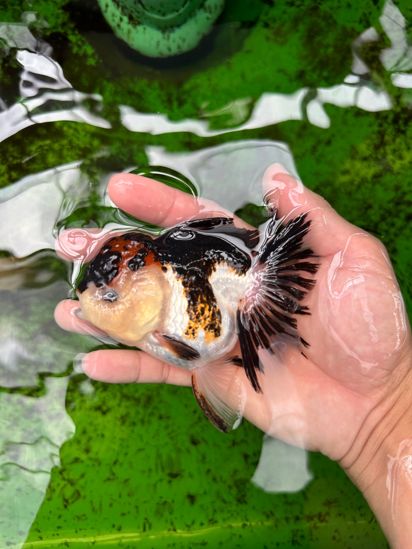 AAA Grade Tricolor Oranda Female 4.5 inches #0830OR_04