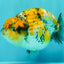 CHUBBY AAA Grade Chonky Special Tricolor Tiger LionQueen Female 4-4.5 inches #061926LC_12