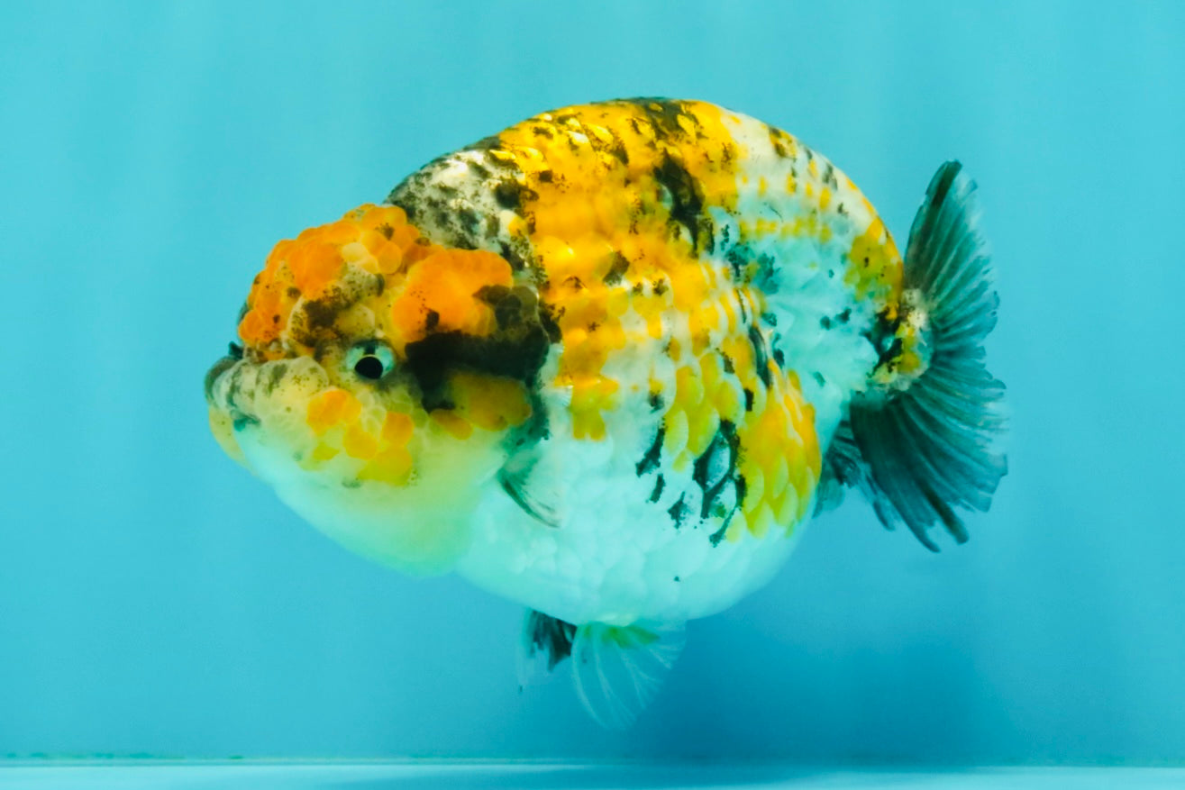 CHUBBY AAA Grade Chonky Special Tricolor Tiger LionQueen Female 4-4.5 inches #061926LC_12