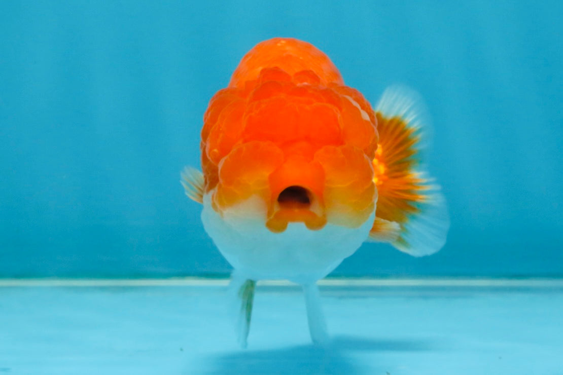 FLUFFY Red White LionChu Female 4.5 inches #120525LC_16