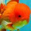 UNIQUE A Grade Red White Oranda Male 5.5 inches #070626OR_10