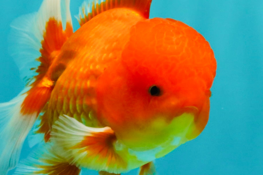 UNIQUE A Grade Red White Oranda Male 5.5 inches #070626OR_10