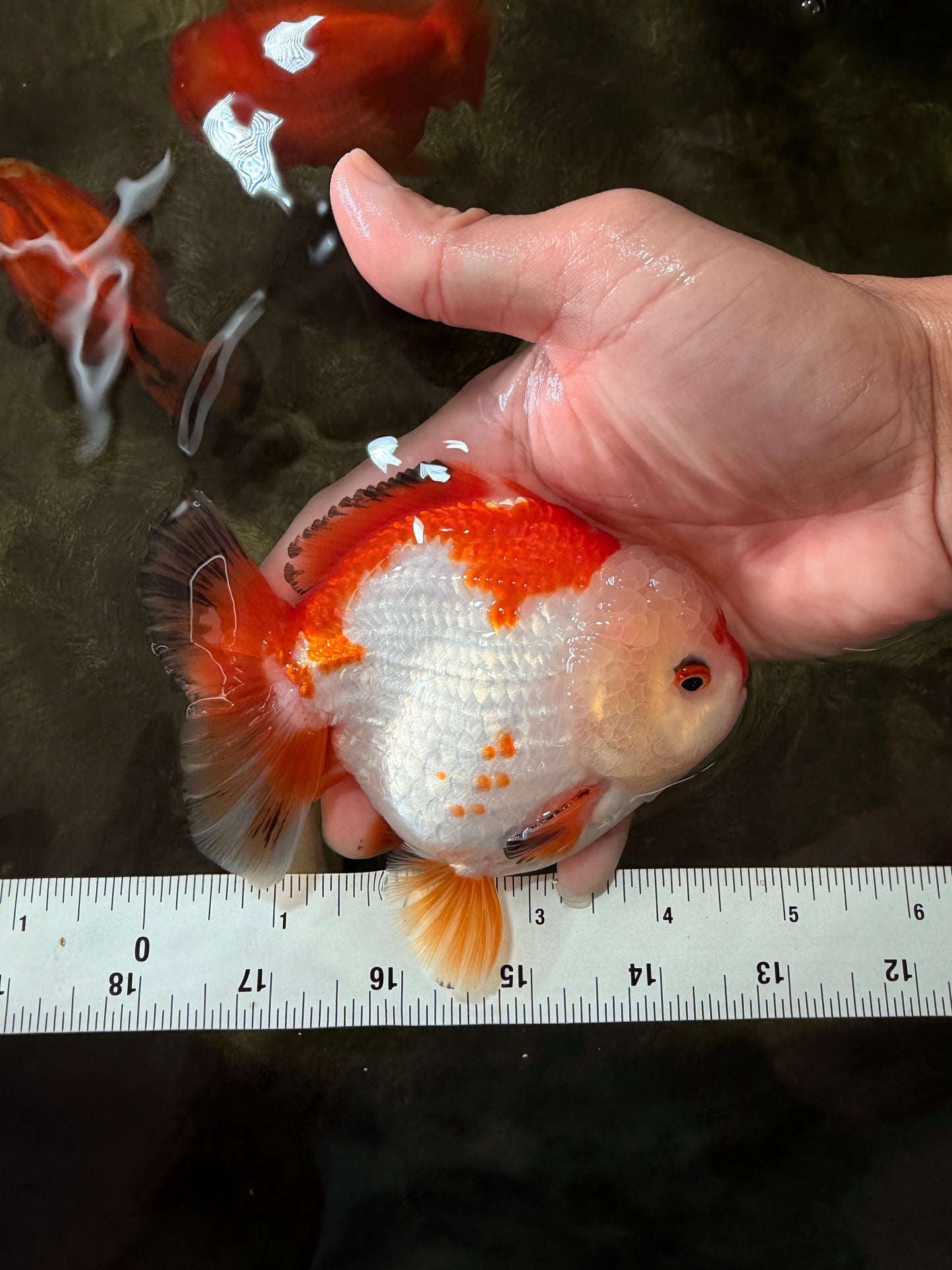 AAA Grade Red White Yuanbao Male 4.5-5 inches #082126YB_26