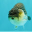 Panda Lionchu Male 4.5-5 inches #072426LC_31