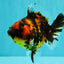 Tiger Yuanbao Female 4.5-5 inches #071026YB_21