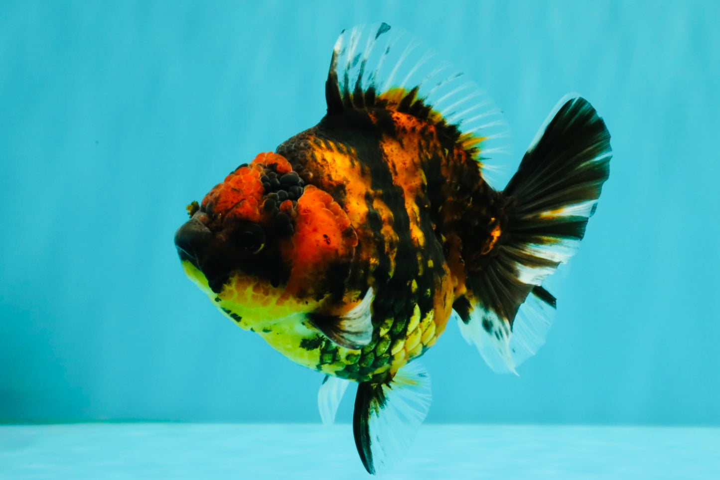 Tiger Yuanbao Female 4.5-5 inches #071026YB_21