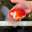 A Grade Red White Oranda Male 5.5 inches #102326OR_17