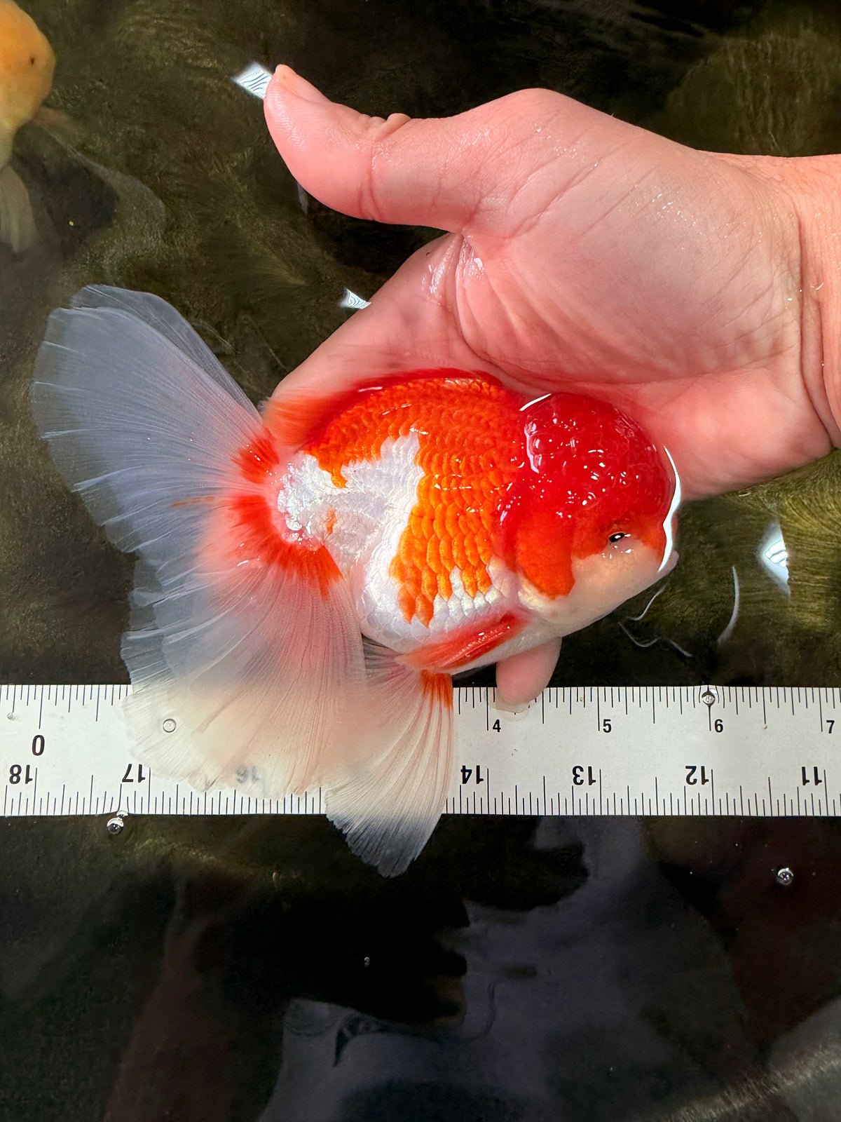 A Grade Red White Oranda Male 5.5 inches #102326OR_17