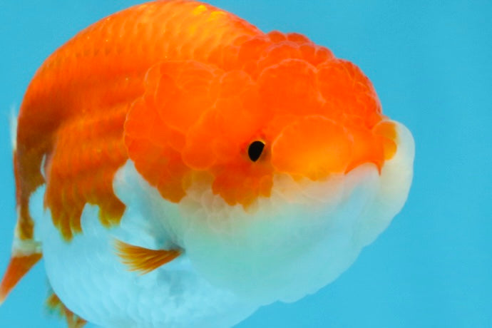 BIG WEN AAA Grade Red White LionQueen 4 inches #101725LC_06