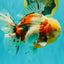 CHONKY AAA Grade Calico Oranda Male 6-6.5 inches #101626OR_21