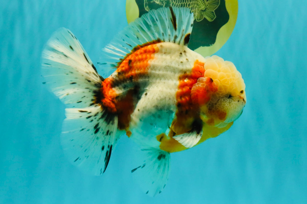 CHONKY AAA Grade Calico Oranda Male 6-6.5 inches #101626OR_21