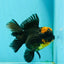 AAA Grade Apache Lava Head Oranda Female 5 inches #111524OR_16