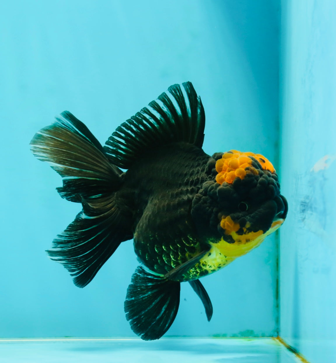 AAA Grade Apache Lava Head Oranda Female 5 inches #111524OR_16