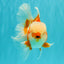 A Grade Jade Head Red White Oranda Male 5-5.5 inches #062626OR_25