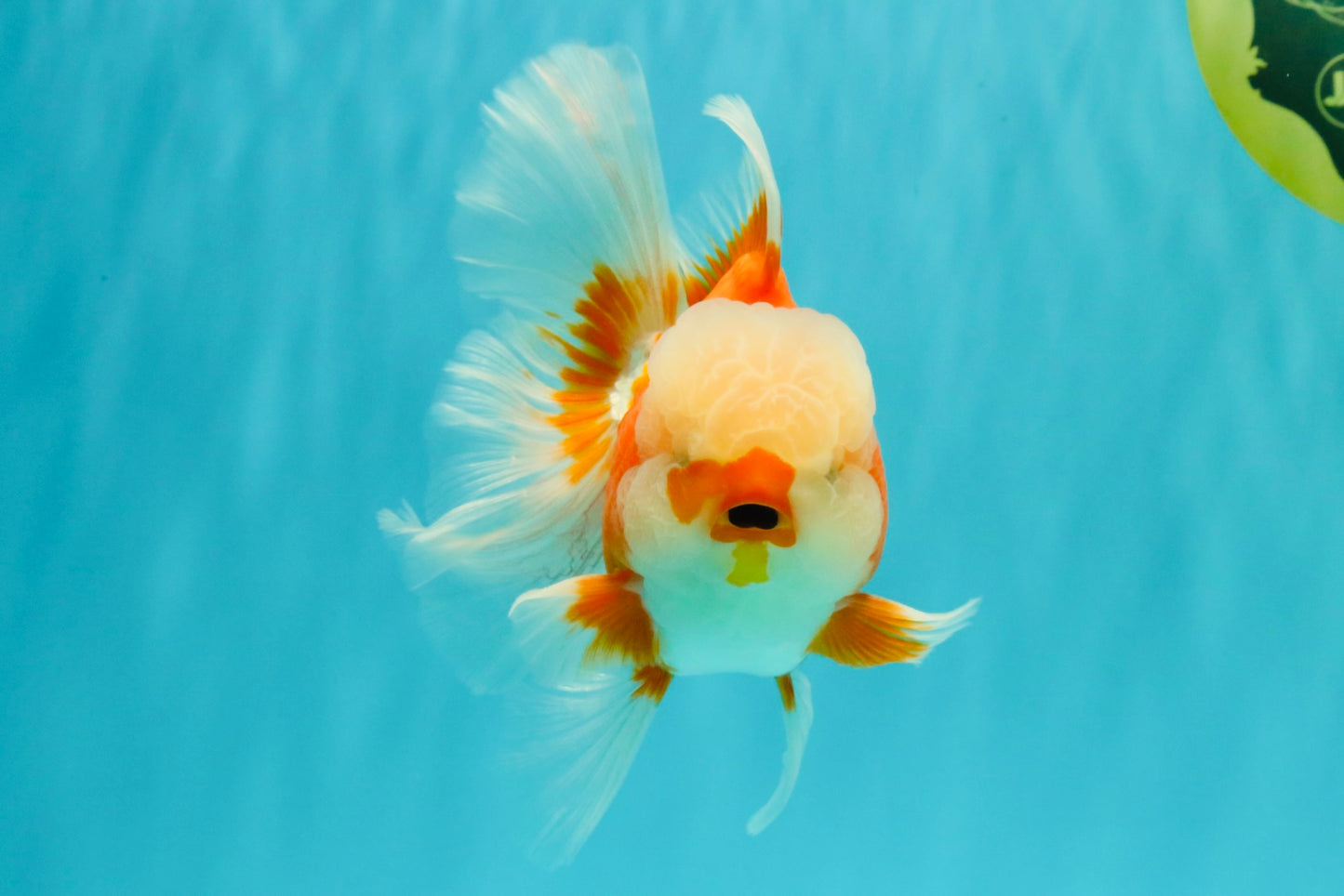A Grade Jade Head Red White Oranda Male 5-5.5 inches #062626OR_25