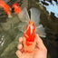 A Grade Red White Oranda Male 6 inches #061926OR_18