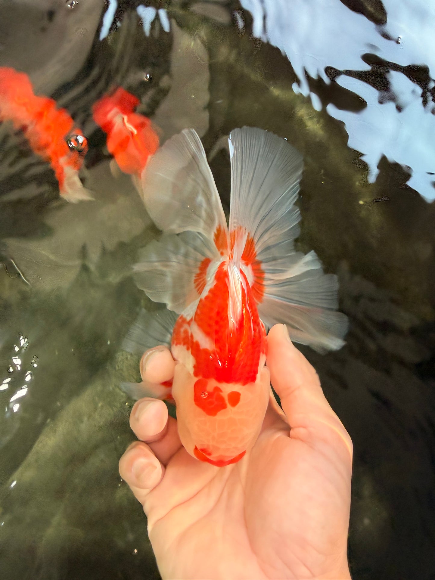 A Grade Red White Oranda Male 6 inches #061926OR_18