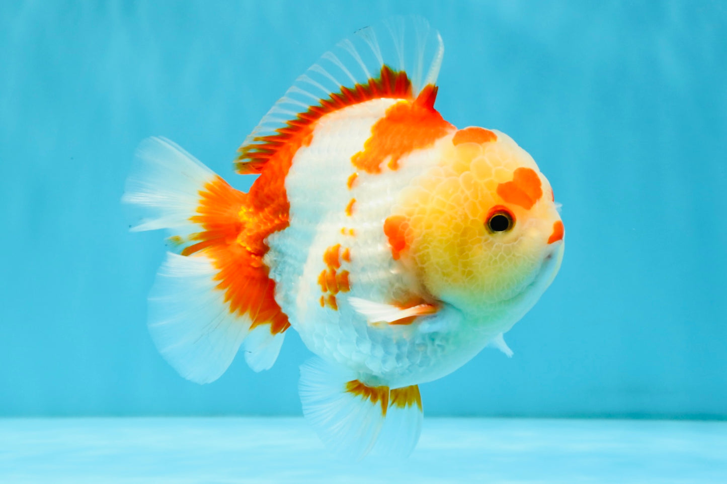 SUPER Cutie AAA Grade Red White Yuanbao Male 5 inches #032726YB_01