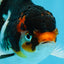 Angry Bird Tricolor Oranda Male 5.5 inches #081525OR_30