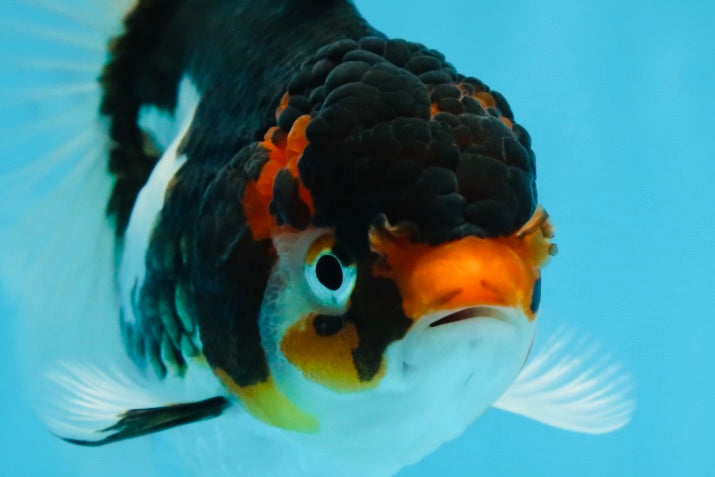 Angry Bird Tricolor Oranda Male 5.5 inches #081525OR_30