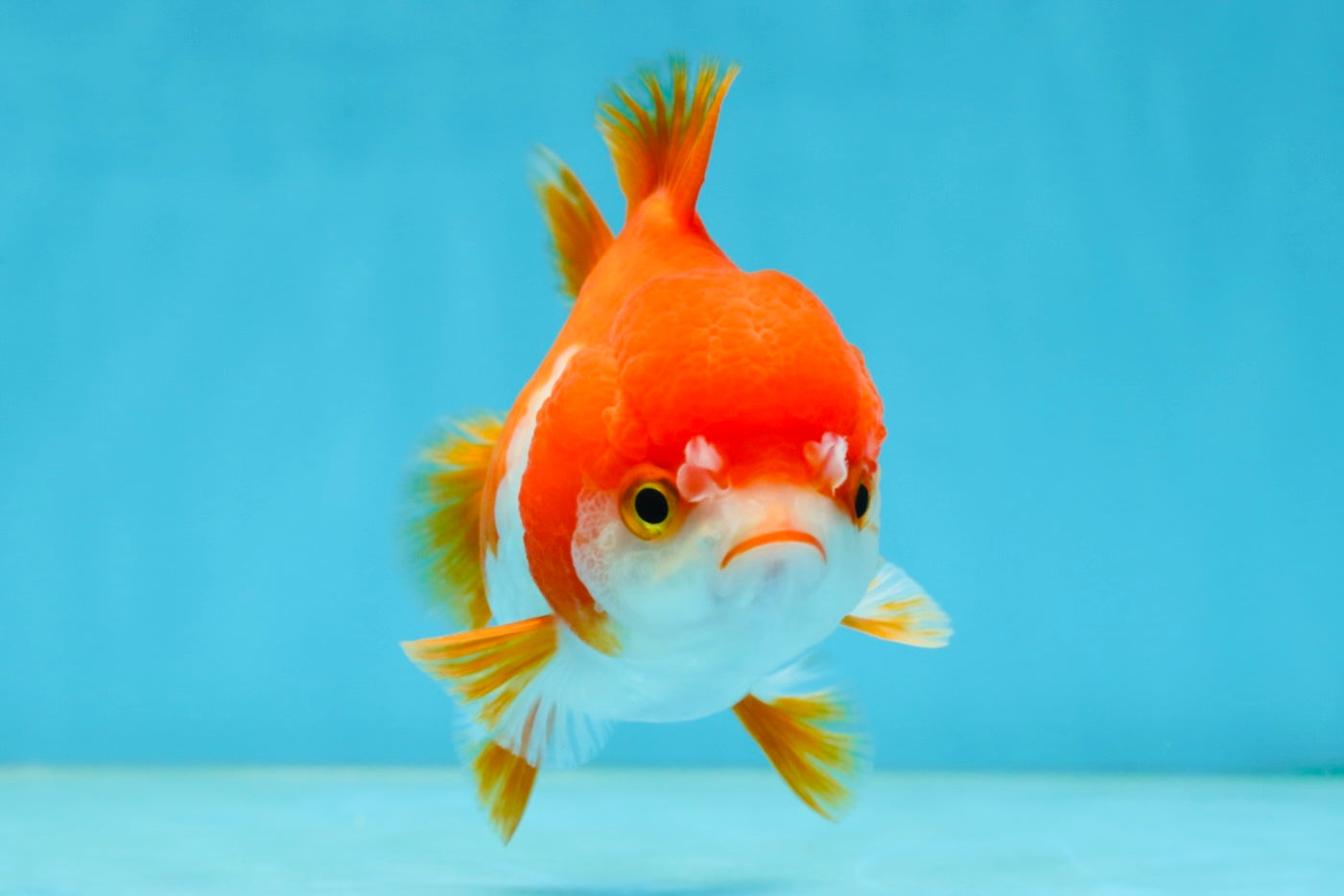 Red White Yuanbao Female 4-4.5 inches #062725YB_12