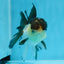 AAA Grade Panda Oranda Male 4.5-5 inches #0906OR_33