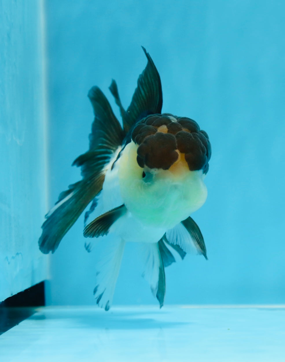 AAA Grade Panda Oranda Male 4.5-5 inches #0906OR_33