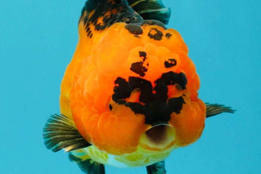 HEART A Grade Apache Oranda Female 6-6.5 inches #032026OR_06