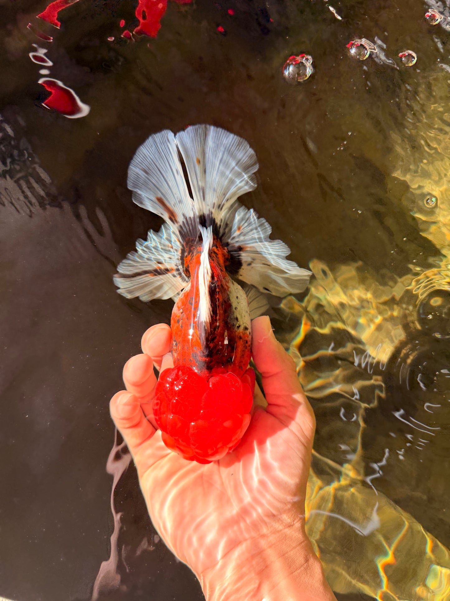 A Grade Calico Oranda Female 6-6.5 inches #022726OR_15