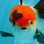 Tricolor Oranda Male 5-5.5 inches #041026OR_12