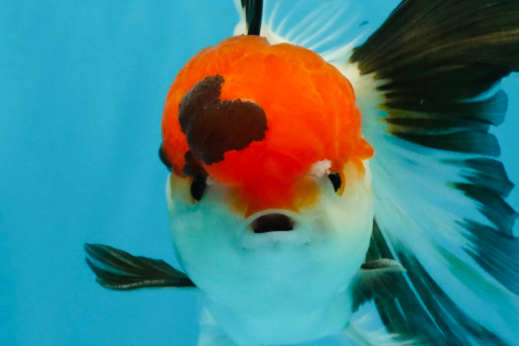 Tricolor Oranda Male 5-5.5 inches #041026OR_12