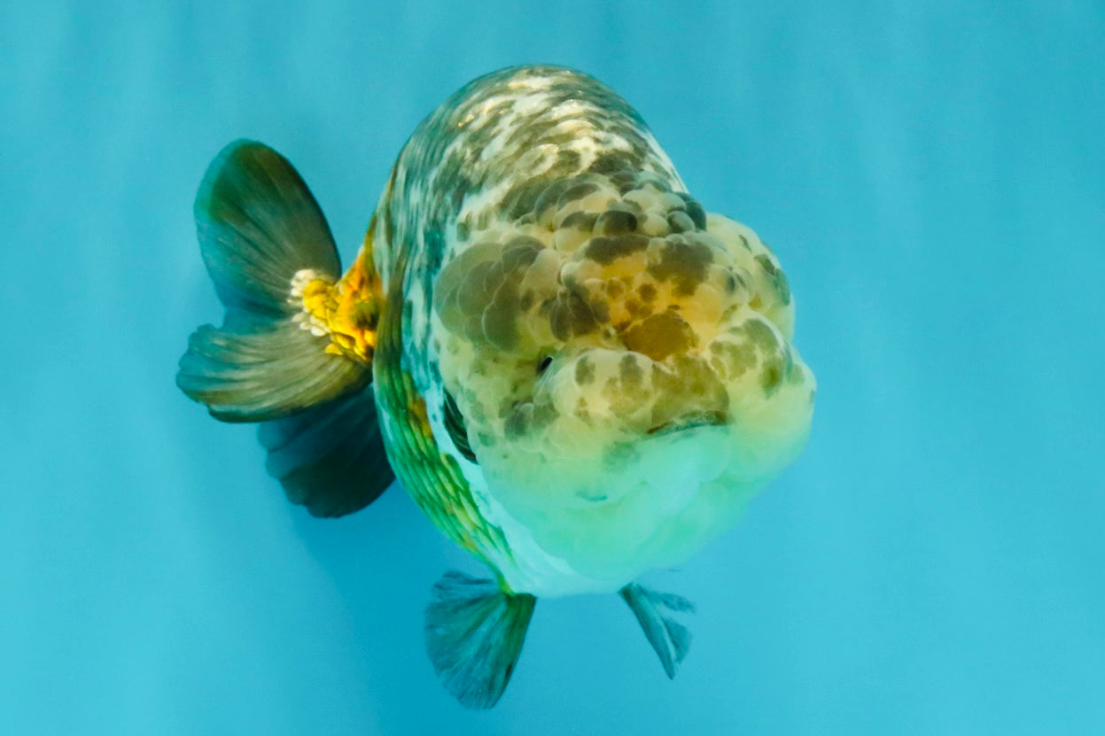 SPECIAL Pepper Calico Chinese Ranchu Female 6-6.5 inches #032026RC_30