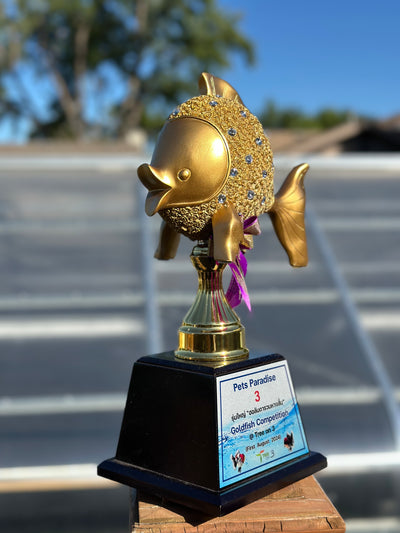 Trofeo de la Copa de Campeones, tercer puesto en la Exposición de peces de colores de Tailandia: Yuanbao tigre blanco