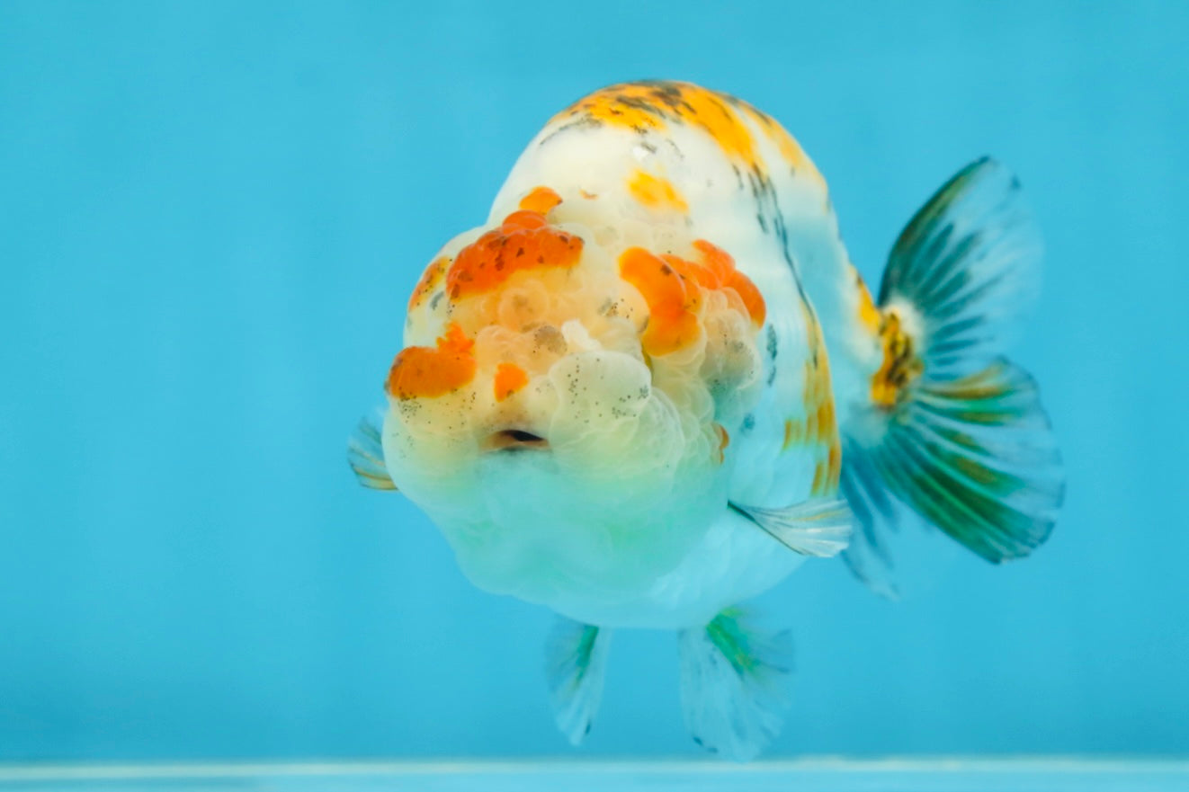 AAA Grade Tricolor LionQueen 4.5 inches #062025LC_10