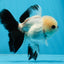 A Grade Button Eyes Panda Oranda Female 4.5-5 inches #0906OR_23