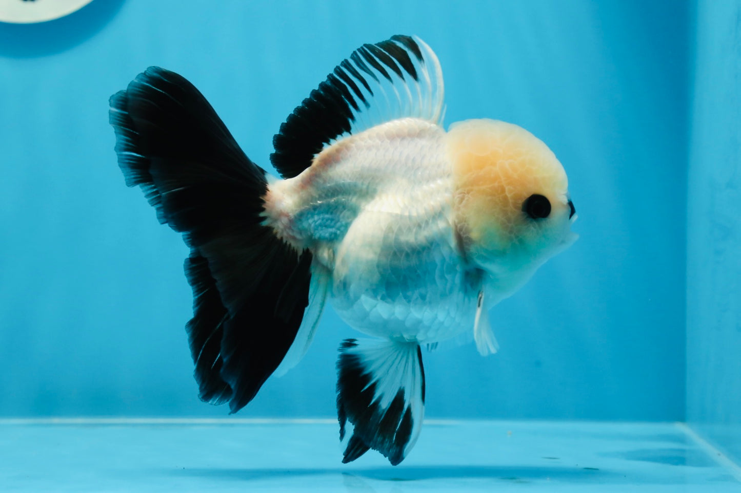 A Grade Button Eyes Panda Oranda Female 4.5-5 inches #0906OR_23