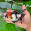 A Grade Tricolor Oranda Male 5-5.5 inches #0830OR_15