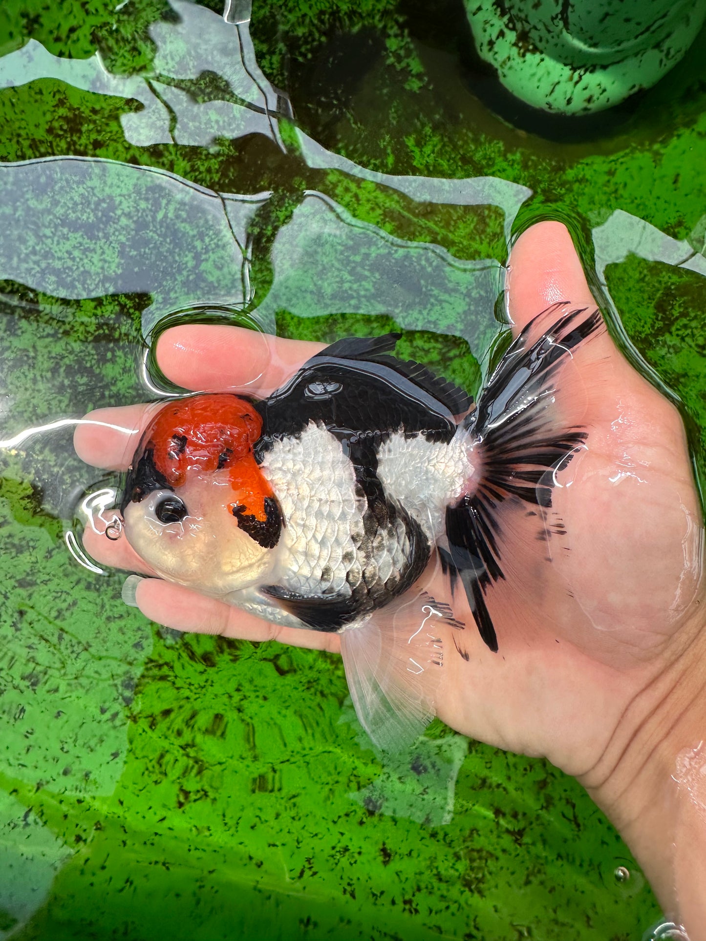 A Grade Tricolor Oranda Male 5-5.5 inches #0830OR_15