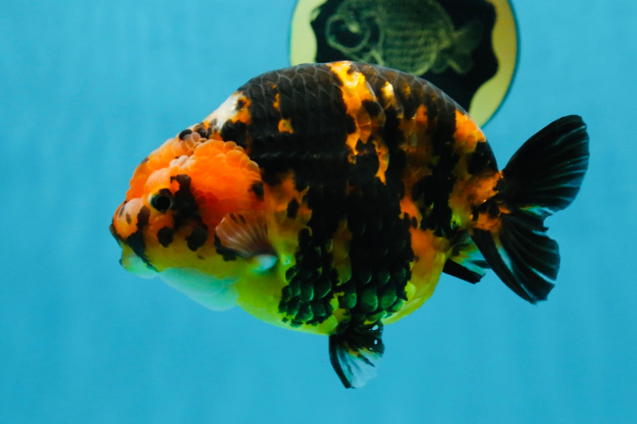 AAA Grade Calico Tiger Chinese Ranchu Male 5 inches #101025RC_19